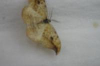 Drepana falcataria