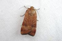 Noctua interposita