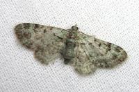 Pasiphila rectangulata