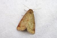 Photedes minima
