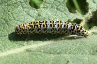 Cucullia verbasci