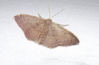 Idaea eugeniata