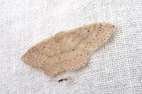 Idaea eugeniata