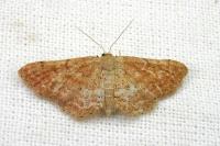 Idaea obsoletaria