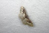 Idaea rusticata
