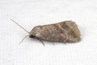 Phyllophila obliterata