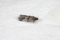 Pseudacrobasis tergestella