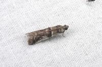 Pseudacrobasis tergestella