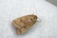 Noctua interjecta