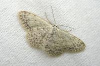 Scopula marginepunctata