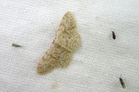 Idaea alyssumata