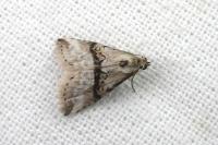 Zebeeba falsalis