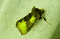 Diachrysia chrysitis