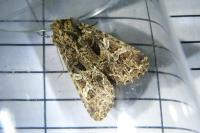 Hadena bicruris