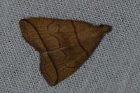 Herminia grisealis