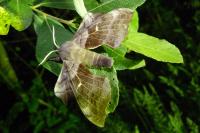 Laothoe populi