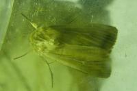 Leucania comma