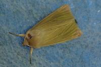 Mythimna pallens