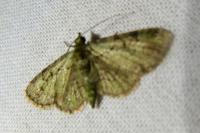 Pasiphila rectangulata