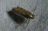 Phycitodes