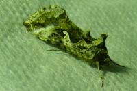 Autographa gamma