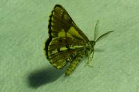 Bupalus piniaria