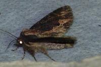 Dypterygia scabriuscula