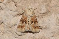 Eremobia ochroleuca