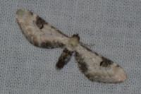 Eupithecia centaureata