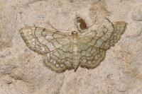 Idaea moniliata
