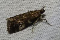 Assara terebrella