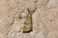 Chrysocrambus linetella