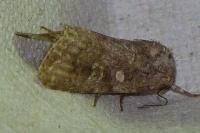 Spodoptera exigua