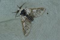 Furcula