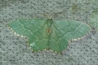 Hemithea aestivaria