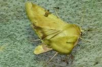 Heliothis peltigera