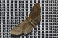 Eupithecia absinthiata