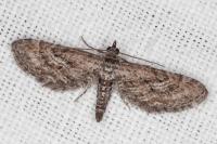Eupithecia scopariata