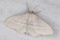 Idaea subsericeata