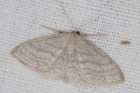 Idaea subsericeata