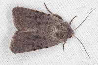 Caradrina noctivaga