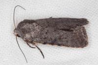 Caradrina noctivaga