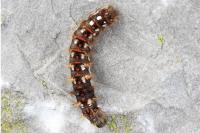 Acronicta rumicis