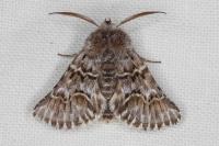 Cleonymia baetica baetica