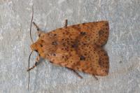 Conistra rubiginea