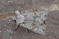 Lithophane ornitopus