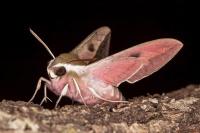 Hyles euphorbiae