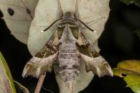 Proserpinus proserpina