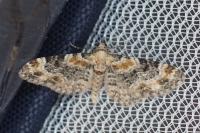 Eupithecia pulchellata