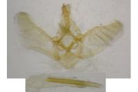Eupithecia pulchellata